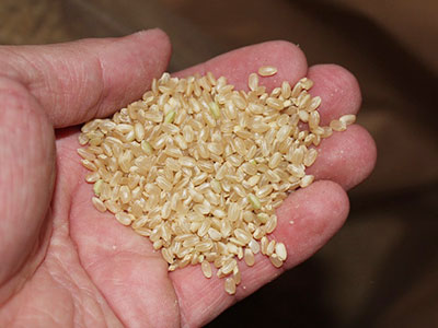 篩の下に落ちた1.9mm～2.0mm未満のお米