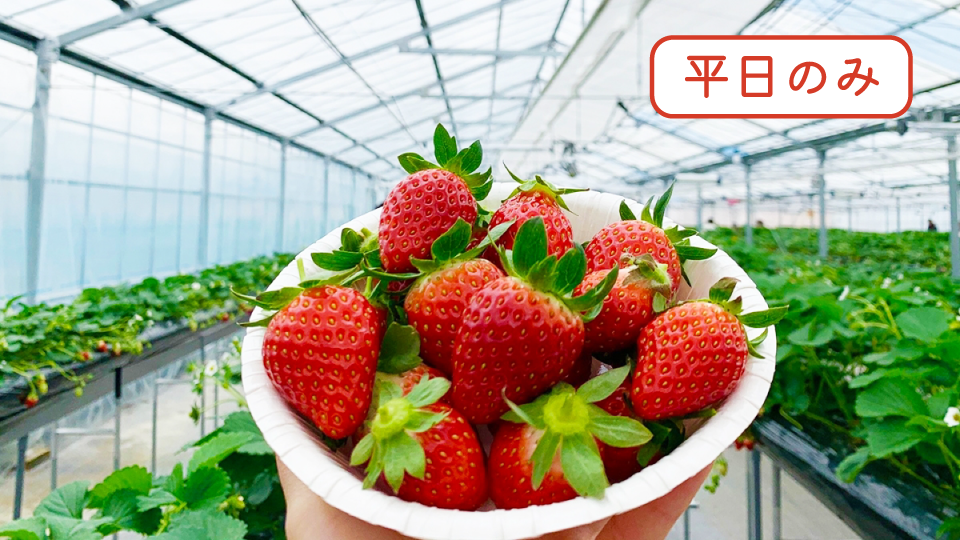 ヘレナストロベリーランド