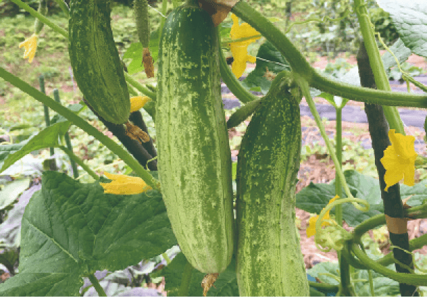 小白井きゅうり