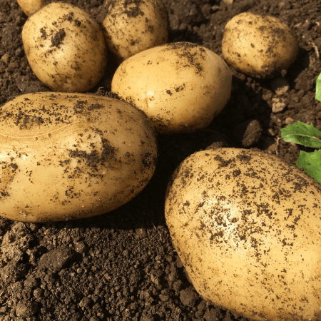 山玉(やまたま)おくいも