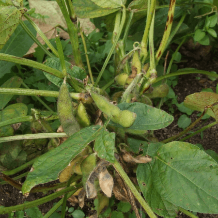 さとまめ(大豆)